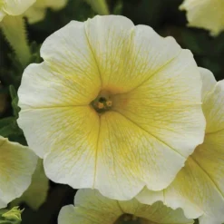 Easy Wave® Yellow Hybrid Petunia