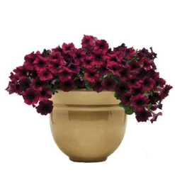 Burgundy Velour Easy Wave® Hybrid Petunia