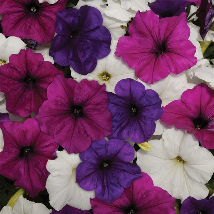 Easy Wave® Great Lakes Mix Petunia 1 Easy Wave® Great Lakes Mix Petunia