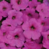 Neon Rose Easy Wave® Hybrid Petunia