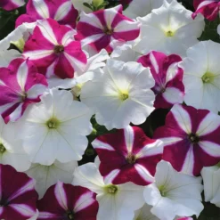 Starfish Mix Easy Wave® Hybrid Petunia