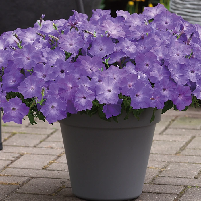 Lavender Sky Blue Easy Wave® Petunia 1 Lavender Sky Blue Easy Wave® Petunia