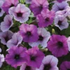 Plum Pudding Easy Wave® Hybrid Petunia