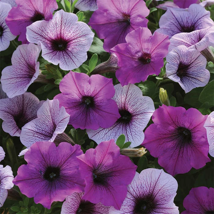 Plum Pudding Easy Wave® Hybrid Petunia 1 Plum Pudding Easy Wave® Hybrid Petunia