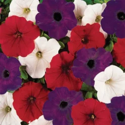 Flag Mix Easy Wave® Hybrid Petunia