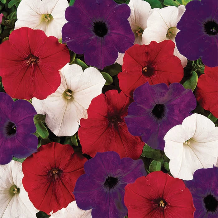 Flag Mix Easy Wave® Hybrid Petunia 1 Flag Mix Easy Wave® Hybrid Petunia