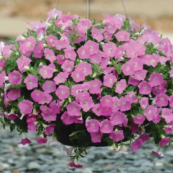 Pink Shades Shock Wave® Petunia