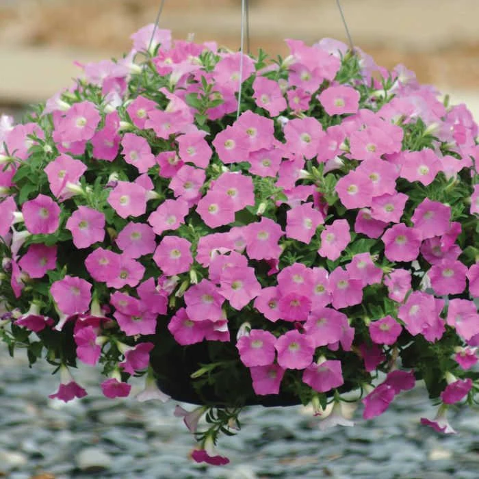 Pink Shades Shock Wave® Petunia 1 Pink Shades Shock Wave® Petunia