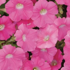 Rose Shock Wave® Petunia