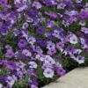 Denim Shock Wave&reg; Hybrid Petunia