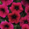 Deep Purple Shock Wave® Hybrid Petunia