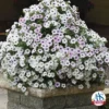 Silver Tidal Wave® Hybrid Petunia