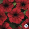 Red Velour Tidal Wave® Hybrid Petunia