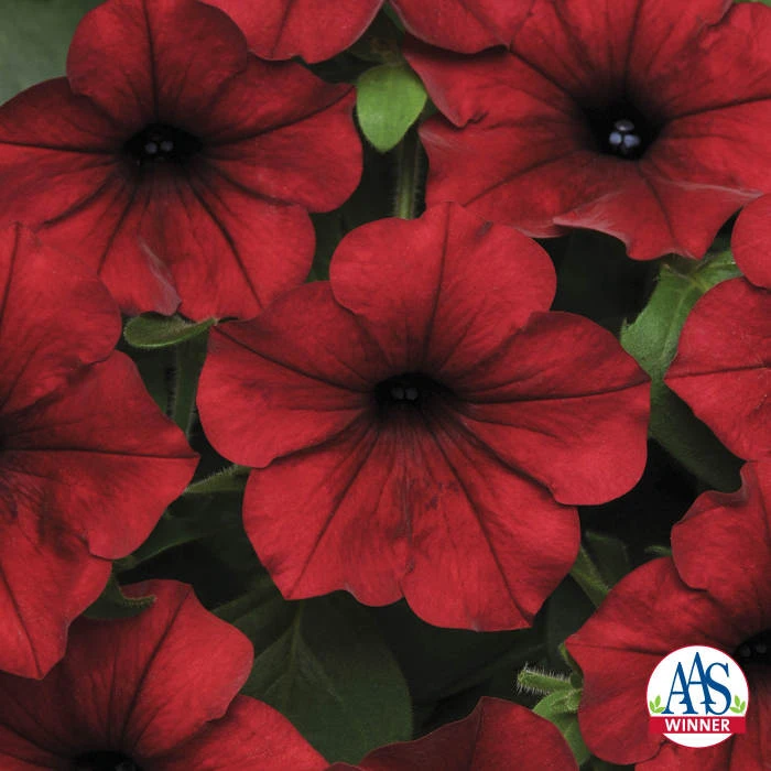 Red Velour Tidal Wave® Hybrid Petunia 1 Red Velour Tidal Wave® Hybrid Petunia