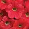 Coral Crush Shock Wave&reg; Hybrid Petunia