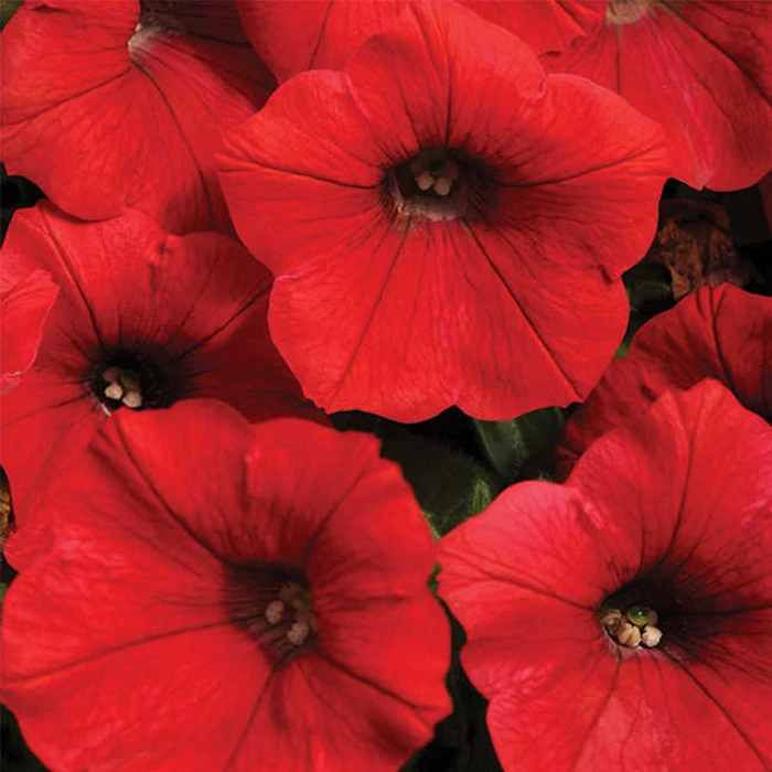 Red Shock Wave® Hybrid Petunia 1 Red Shock Wave® Hybrid Petunia
