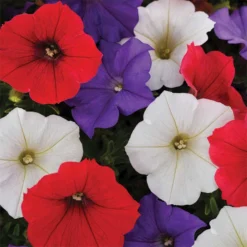 Shock Wave® Volt Mix Petunia