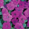 Lavender Wave® Trailing Hybrid Petunia