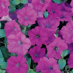 Lavender Wave® Trailing Hybrid Petunia
