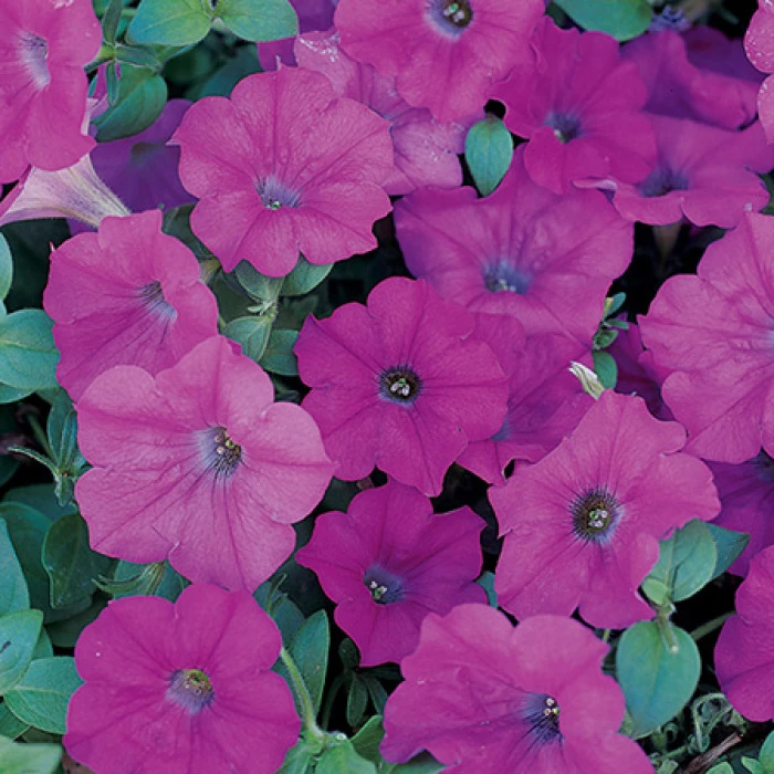 Lavender Wave® Trailing Hybrid Petunia 1 Lavender Wave® Trailing Hybrid Petunia