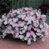 Misty Lilac Wave&reg; Trailing Petunia