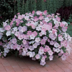 Misty Lilac Wave® Trailing Petunia