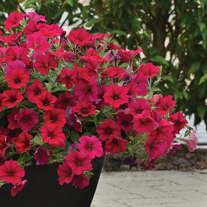 Carmine Velour Wave® Hybrid Petunia 1 Carmine Velour Wave® Hybrid Petunia