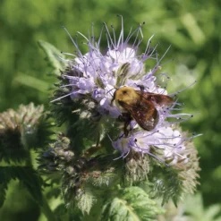 Phacelia