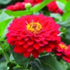 Holi™ Scarlet Hybrid Zinnia