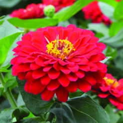Holi™ Scarlet Hybrid Zinnia