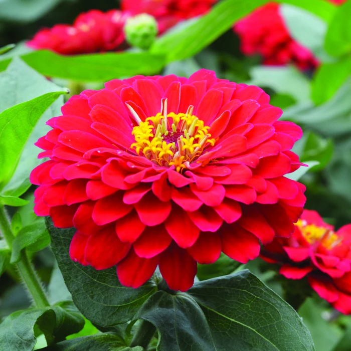 Holi™ Scarlet Hybrid Zinnia 1 Holi™ Scarlet Hybrid Zinnia