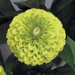 Benarys Giant Lime Zinnia