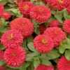 Magellan&trade; Coral Hybrid Zinnia