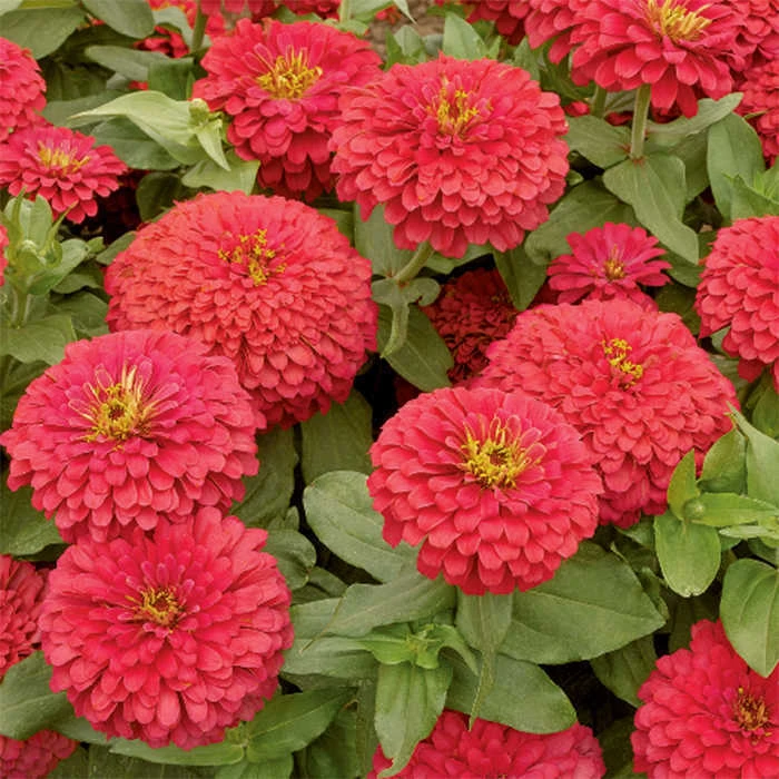 Magellan™ Coral Hybrid Zinnia 1 Magellan™ Coral Hybrid Zinnia