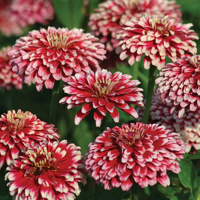 Mazurkia Zinnia 1 Mazurkia Zinnia