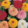 Oklahoma Mix Zinnia