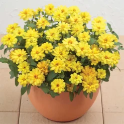 Double Yellow Profusion Hybrid Zinnia