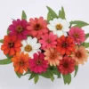 Profusion All Color Hybrid Mix Zinnia