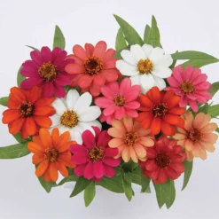 Profusion All Color Hybrid Mix Zinnia