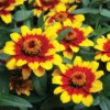 Profusion Red Yellow Hybrid Zinnia