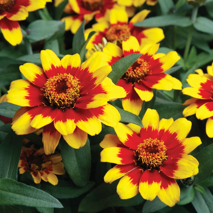 Profusion Red Yellow Hybrid Zinnia 1 Profusion Red Yellow Hybrid Zinnia