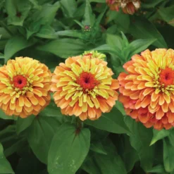 Queeny Lime Orange Hybrid Zinnia
