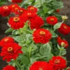 Cherry Queen Super Giant Zinnia