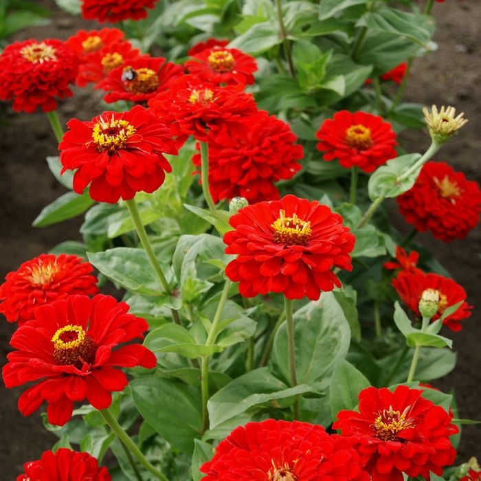 Cherry Queen Super Giant Zinnia 1 Cherry Queen Super Giant Zinnia