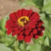 Super Giant Meteor Zinnia