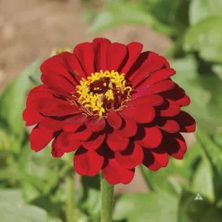 Super Giant Meteor Zinnia