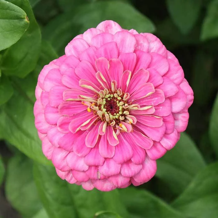 Enchantress Super Giant Zinnia 1 Enchantress Super Giant Zinnia