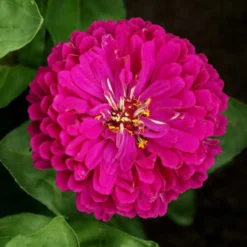 Royal Purple Super Giant Zinnia
