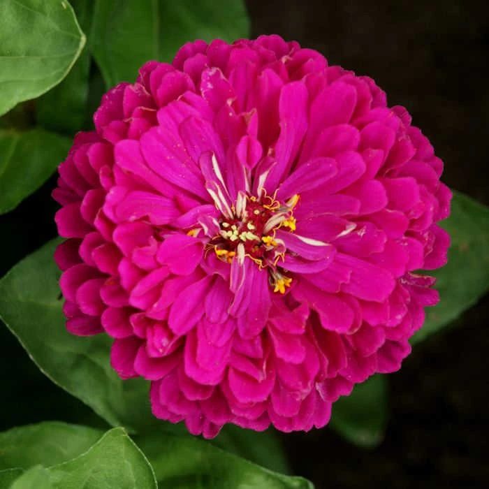 Royal Purple Super Giant Zinnia 1 Royal Purple Super Giant Zinnia