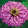 Violet Queen Super Giant Zinnia